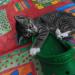 Foto von Katze Pepper - spielend mit Schlappe