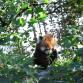 Foto: Aachener Tierpark - Bär im Baum