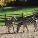 Tierpark - Zebra