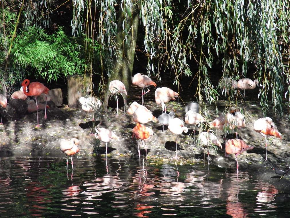 Dortmunder Zoo - Flamingos