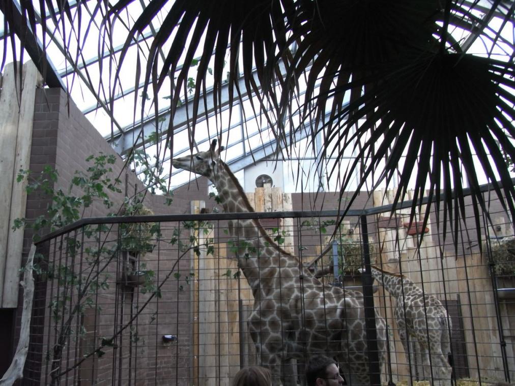 Dortmunder Zoo - Giraffe