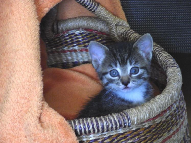 Foto von Katze Pepper - 6 Wochen mit blauen Augen