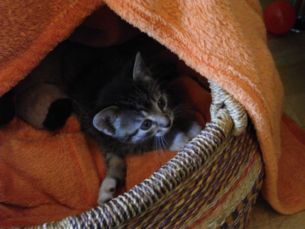 Foto von Katze Pepper - 6 Wochen alt im Korb