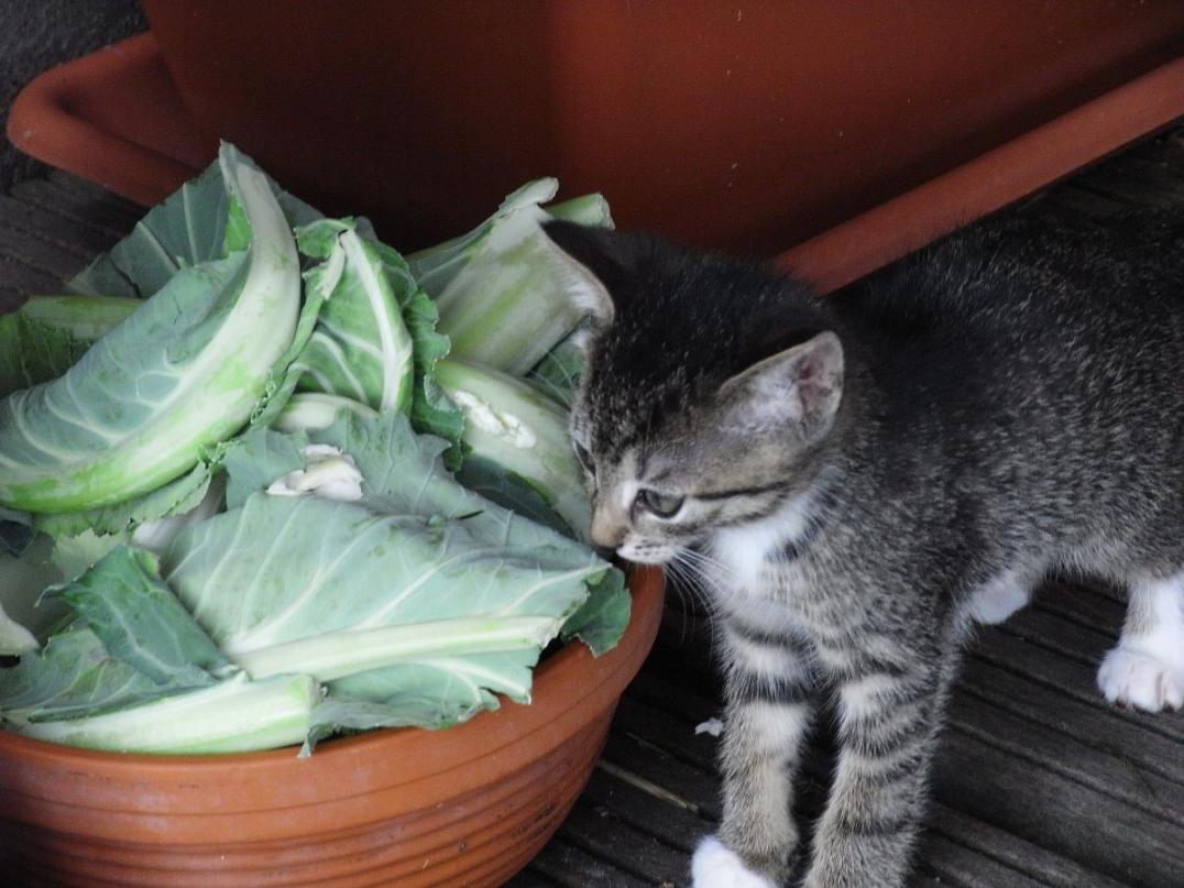 Foto von Katze Pepper - mit Salat
