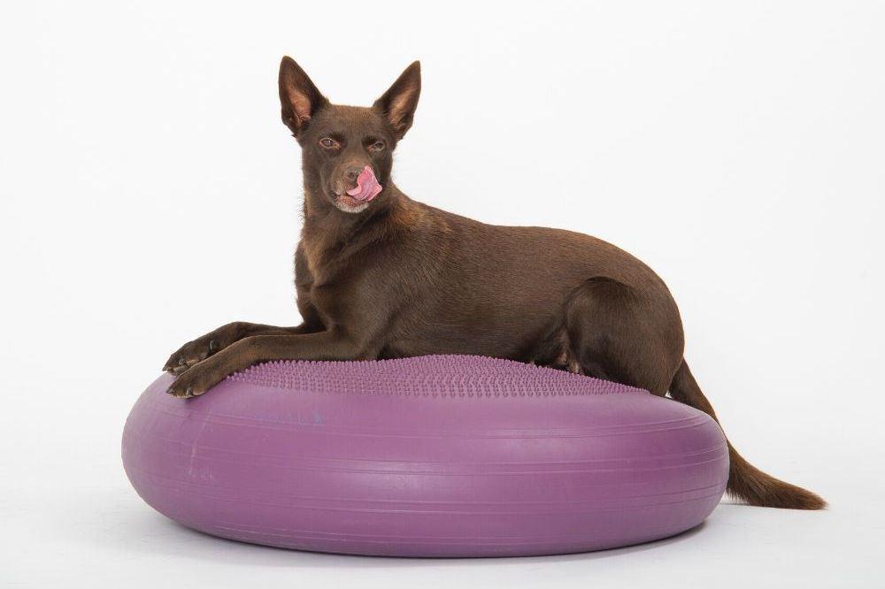 Dynair Extreme Ballkissen - nicht nur für Kinder sondern auch für Tiere perfekt geeignet. Es bietet die richtige Herausforderung, um den Körper in eine gute Haltung zu bringen. Dynair Extreme Ballkissen - Sitzkissen mit Noppen