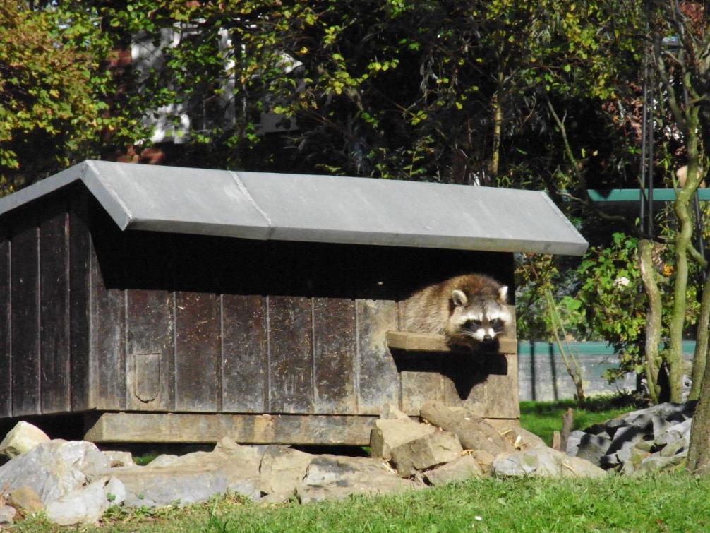 Foto: Aachener Tierpark - Waschbär