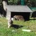 Foto: Aachener Tierpark - Otter
