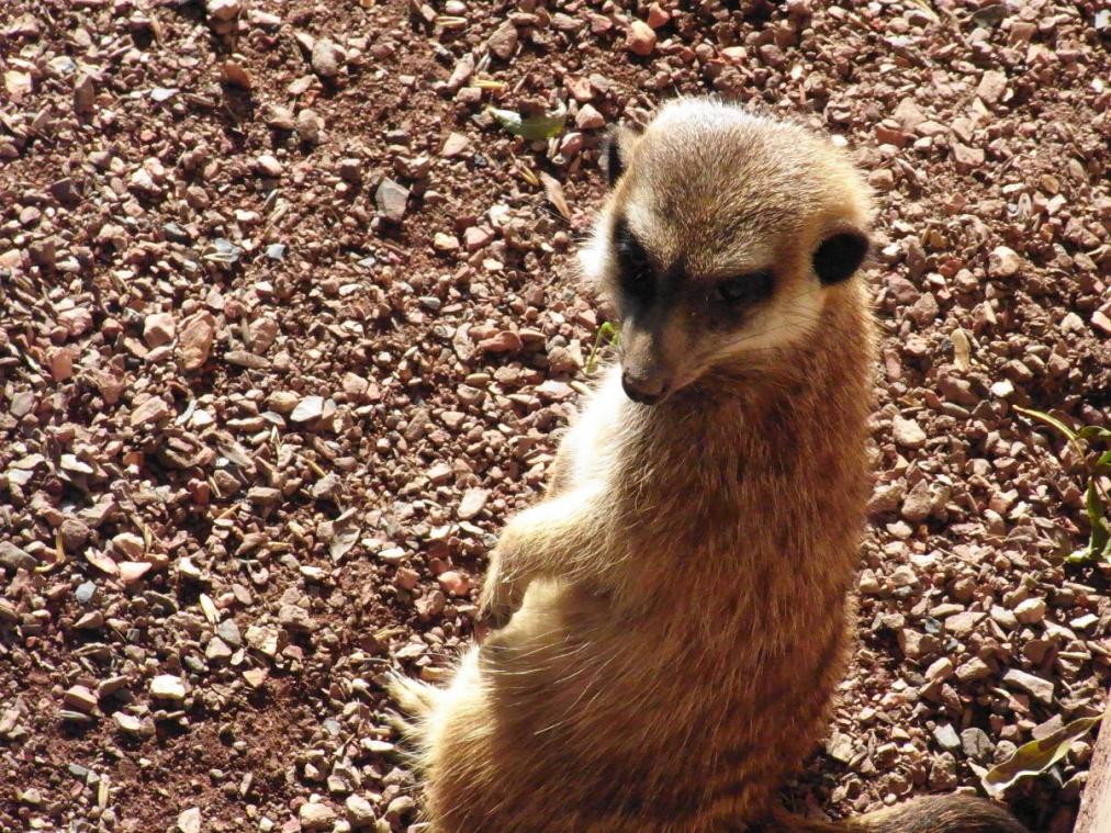 Tierpark - Erdmännchen