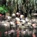 Dortmunder Zoo - Flamingos