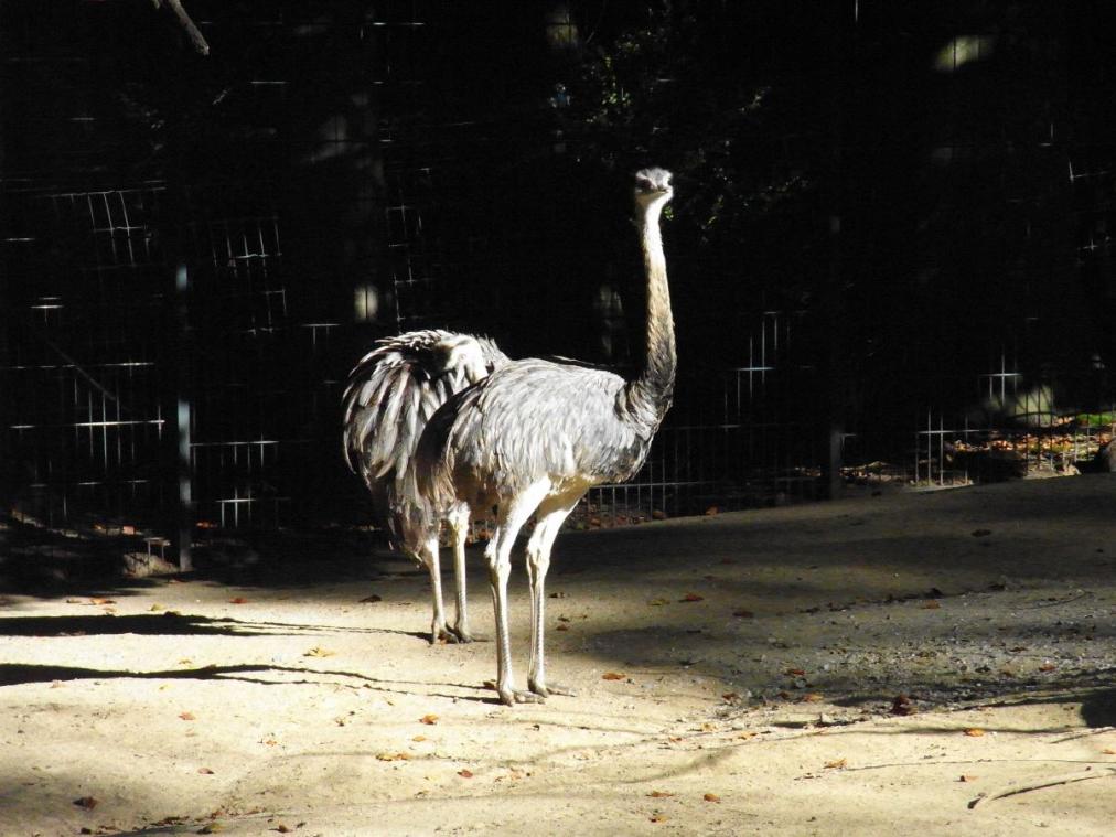 Dortmunder Zoo - Strauß