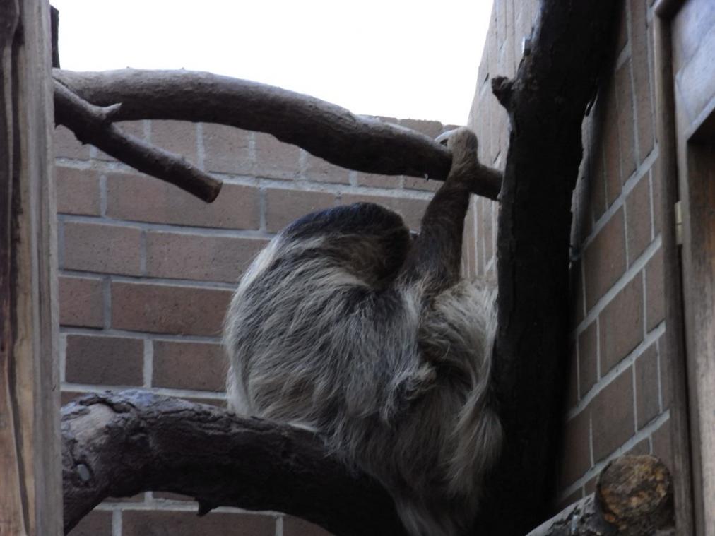 Dortmunder Zoo - Faultier