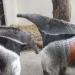 Dortmunder Zoo - Ameisenbär
