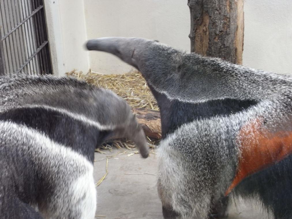 Dortmunder Zoo - Ameisenbär