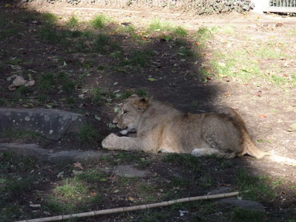 Dortmunder Zoo - Löwe