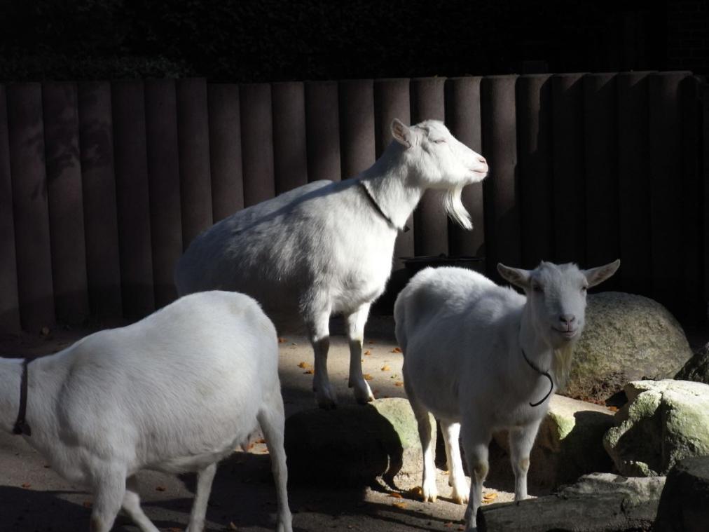 Dortmunder Zoo - Ziegen