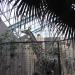 Dortmunder Zoo - Giraffe
