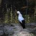 Dortmunder Zoo - Storch