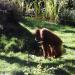 Dortmunder Zoo - Affe