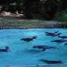 Dortmunder Zoo - Pinguine