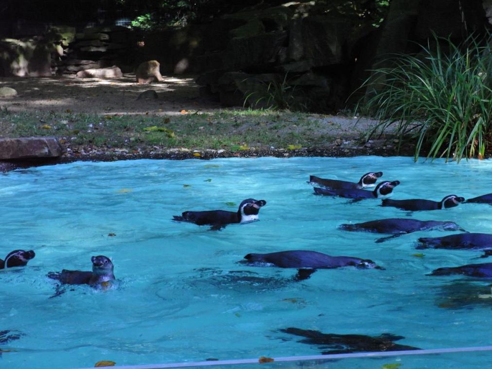 Dortmunder Zoo - Pinguine