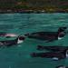 Dortmunder Zoo - Pinguine