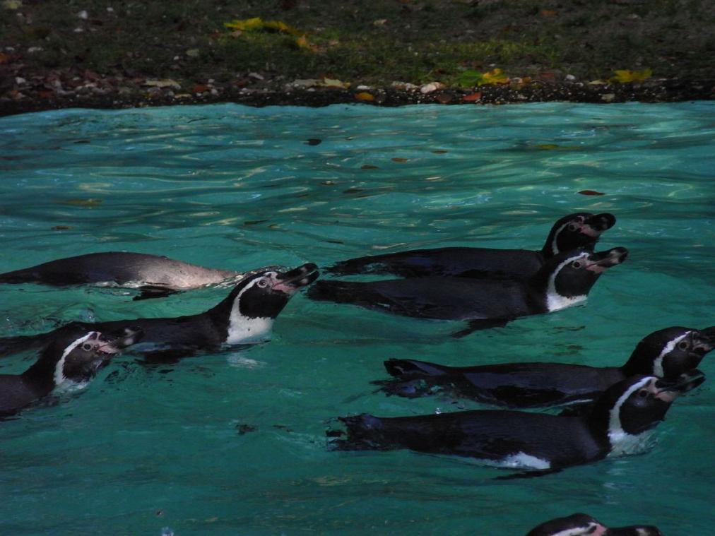 Dortmunder Zoo - Pinguine