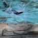 Dortmunder Zoo - Seehund