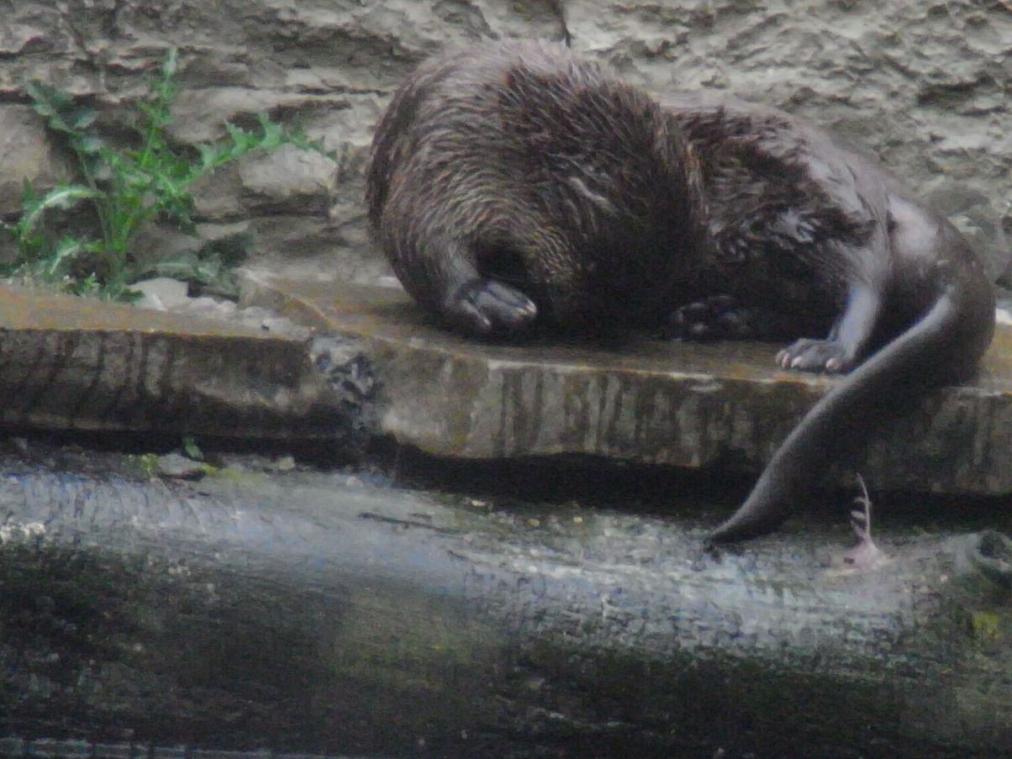 Foto Zoo Gelsenkirchen - Wassertier