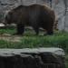 Foto Zoo Gelsenkirchen - Bär