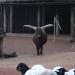 Foto Zoo Gelsenkirchen - Rind