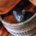 Foto von Katze Pepper - 6 Wochen im Korb